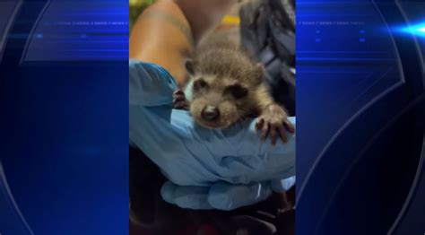 Florida woman arrested on drug charges found with raccoon in backpack